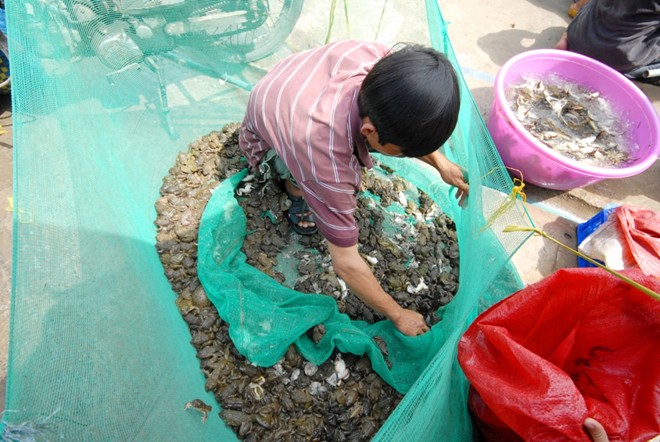 Chợ[-]sỉ[-]cá,[-]cua[-]đồng[-]ở[-]vùng[-]rốn[-]lũ[-]Đồng[-]Tháp[-]Mười